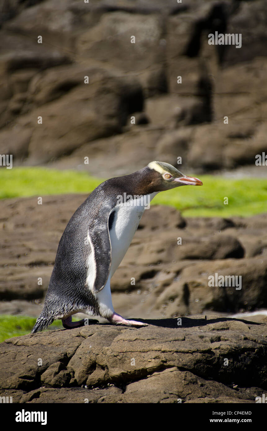 Giallo-eyed Penguin, Isola del Sud, Nuova Zelanda Foto Stock