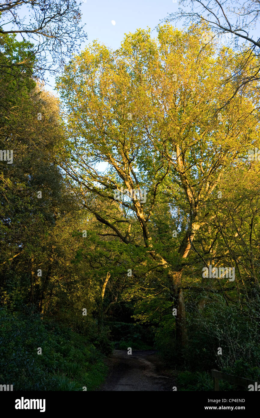 Holly Hill woodland park in Locks Heath Hampshire Foto Stock