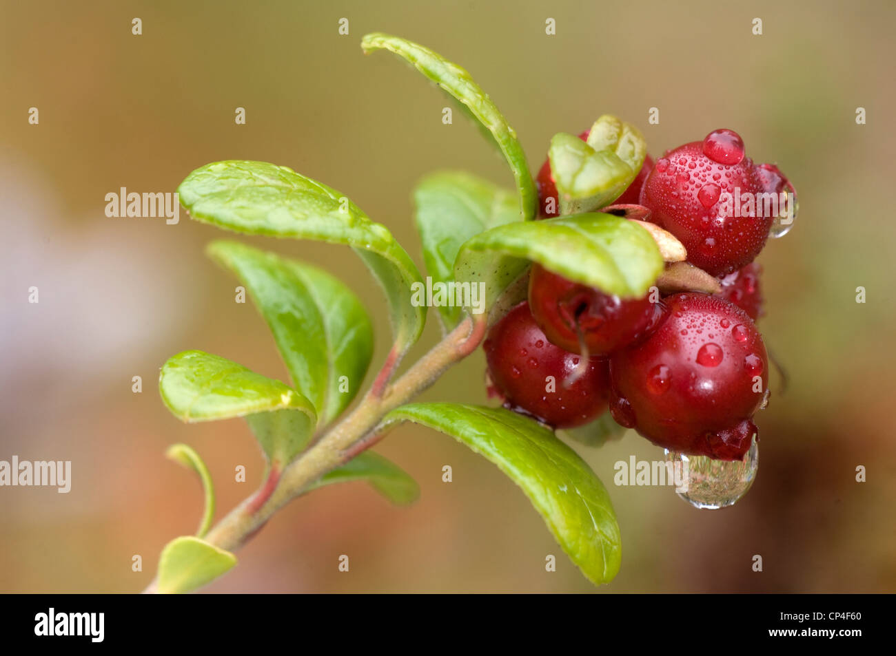 Finlandia - Lapponia. Parco nazionale di Lemmenjoki, cranberry Foto Stock