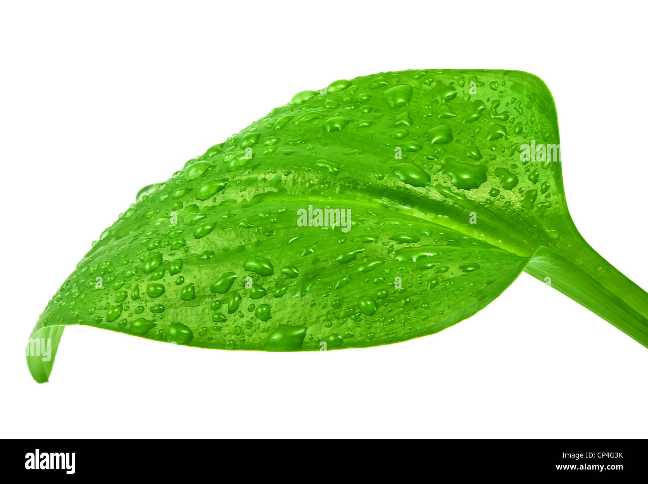 Acqua fresca di gocce sulla pianta Verde foglia Foto Stock