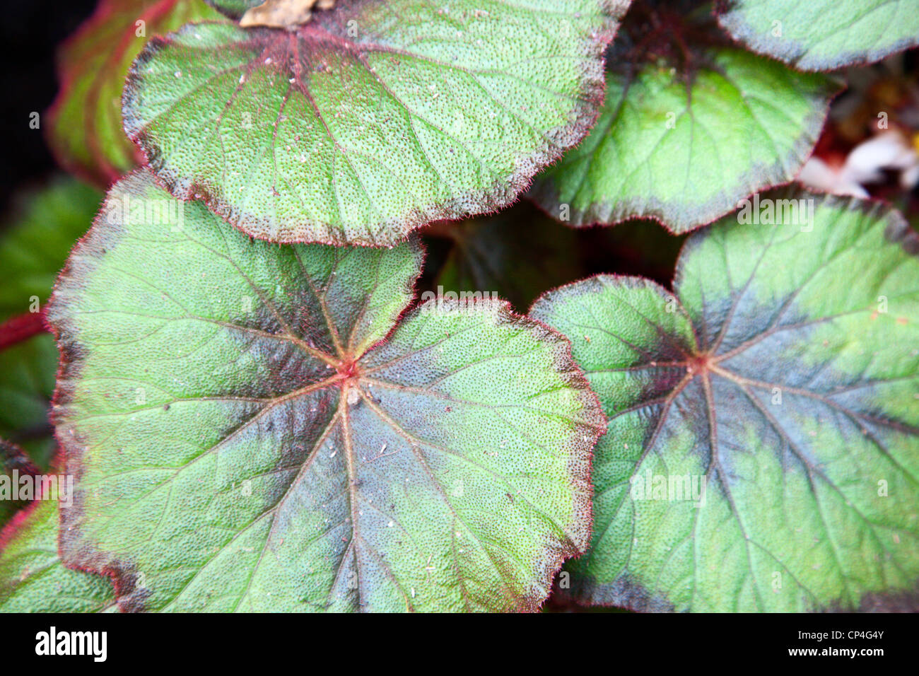 Begonia Rex Botanic Garden St Andrews Fife Scozia Scotland Foto Stock