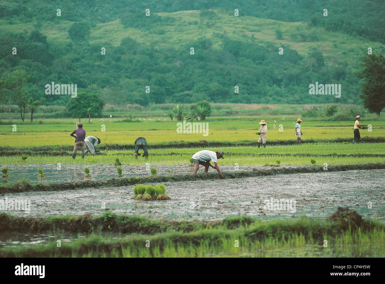 Filippine - Isola di Luzon - Nueva Vizcaya. I campi di riso vicino Bagbag. Foto Stock