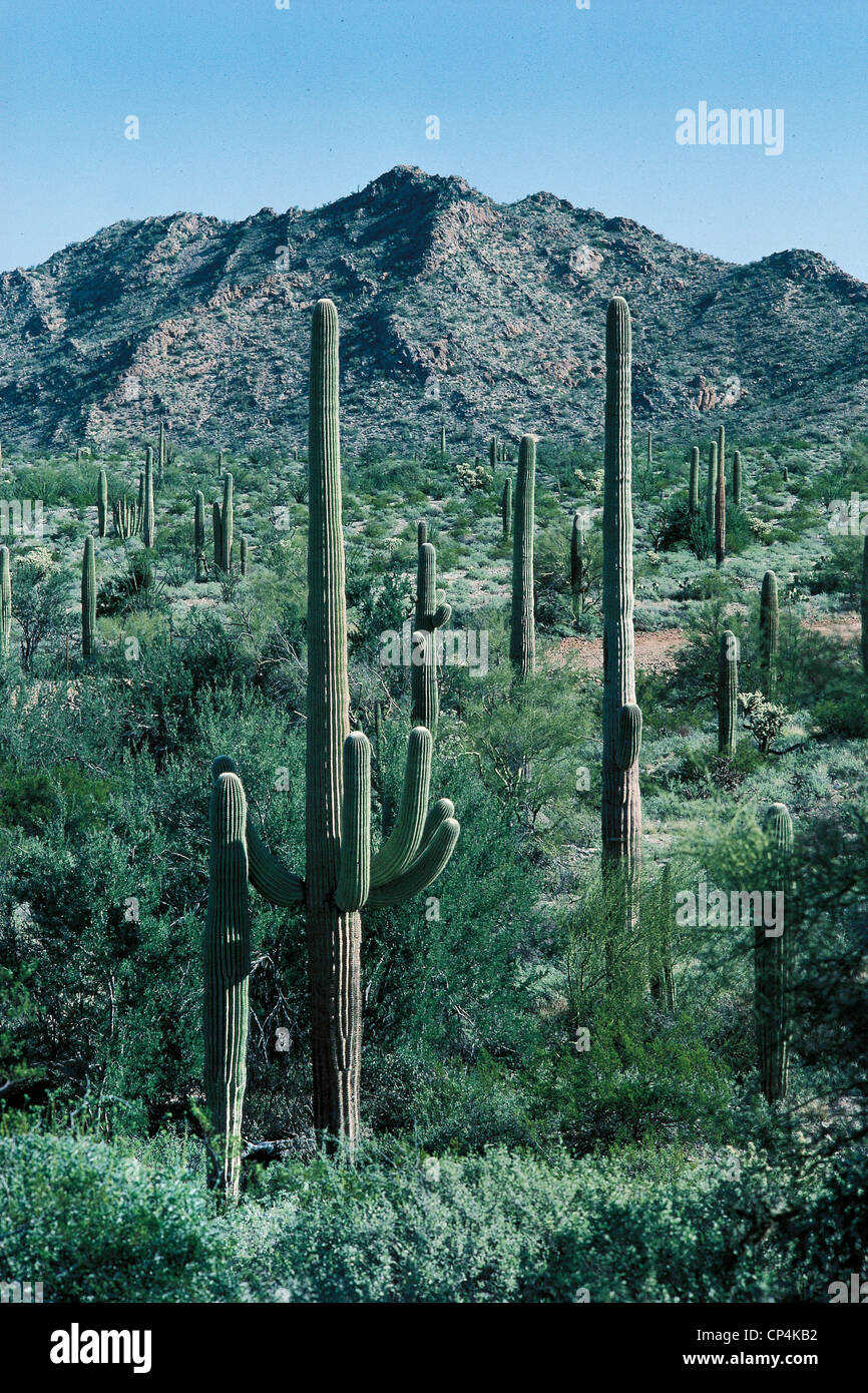 Messico del Deserto di Sonora Foto Stock