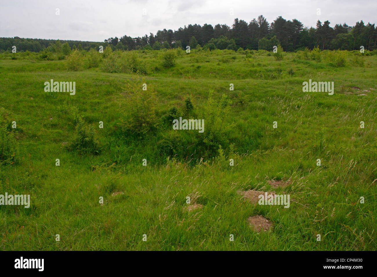 Regno Unito - Inghilterra - Norfolk - sporcizia di tombe. Sito archeologico, neolitico miniere di selce. Foto Stock