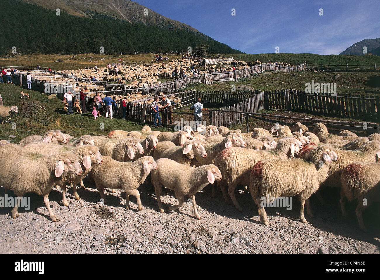 Trentino Alto Adige - Allevamento di transumanza ovina dalla Val Senales (BZ) Austria: Vernago una divisione del gregge. Foto Stock
