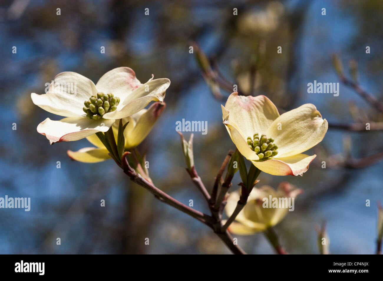 Fiori bianchi di fioritura Dogwood, Cornus florida, Cornaceae, fioritura negli Stati Uniti orientali su sfondo blu. Foto Stock