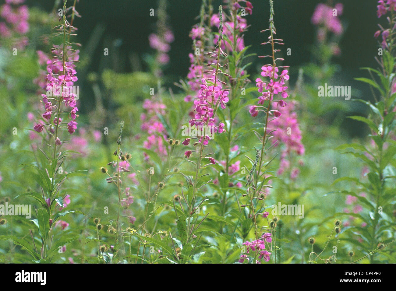 CANADA COLUMBIA BRITANNICA ISOLE fiorisce 'Epilobium latifolium' Foto Stock