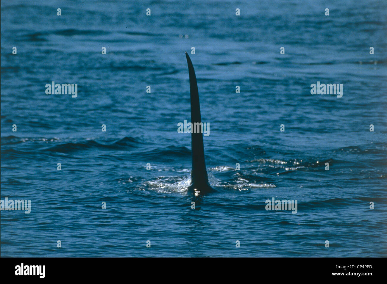 Canada Columbia Britannica Isola di Vancouver Johnstone stretto. Le orche assassine guardando, osservazione del campione di orca (Orcinus Foto Stock