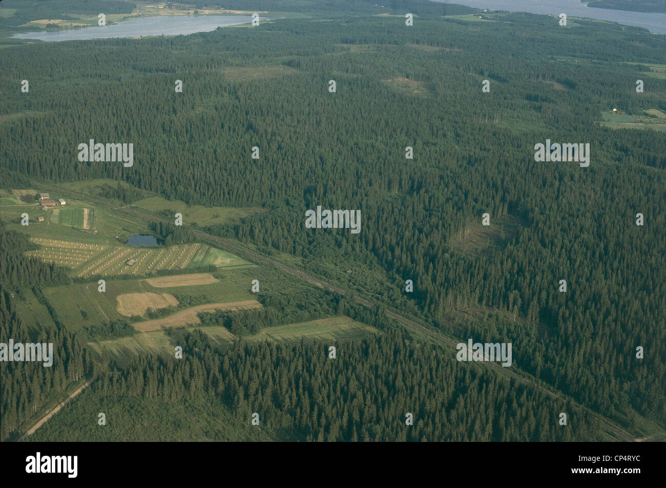 Finlandia - le foreste di conifere, vista aerea Foto Stock