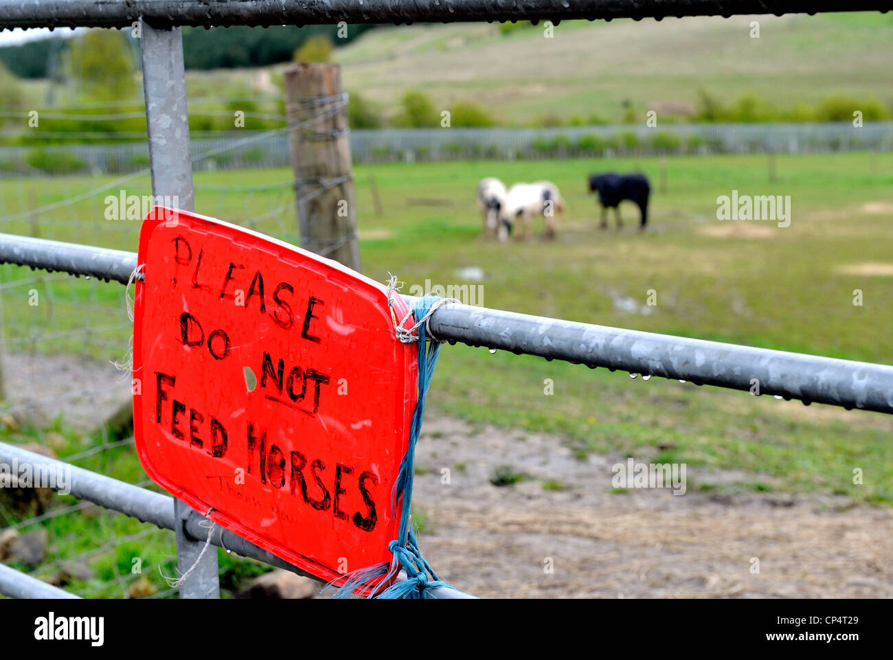 Non alimentare i cavalli sulla scritta in rosso di un vassoio di plastica e attaccato ad una porta di metallo. Foto Stock