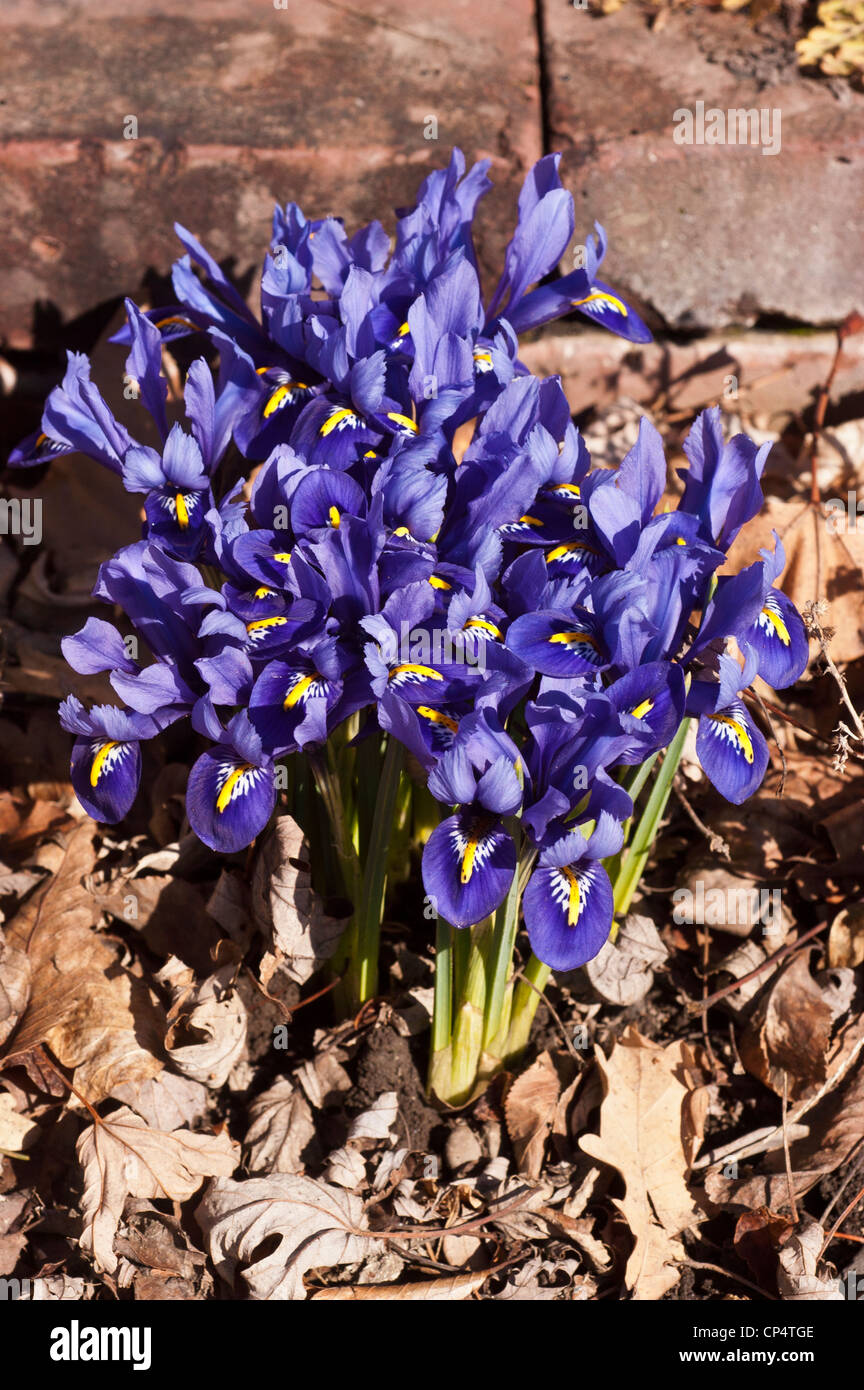 Fiori reticulata di Iris blu vibranti che fioriscono in un letto da giardino circondato da foglie autunnali secche vicino a una parete di mattoni. Foto Stock