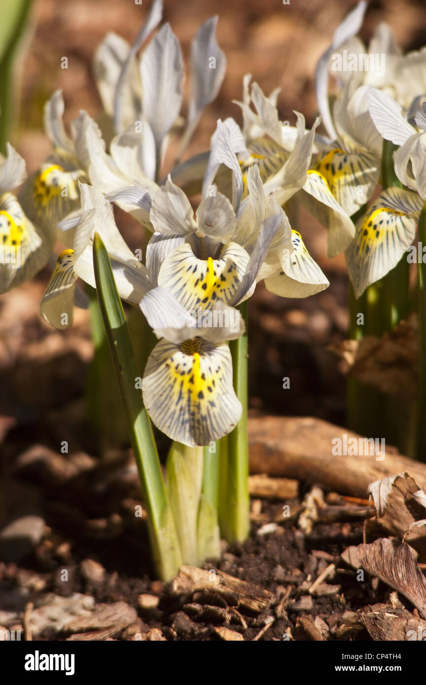 Fiori di Iris reticulata bianchi e gialli che fioriscono in un giardino. Cultivar di Iris nani primaverili con petali maculati e steli verdi in pacciame. Foto Stock