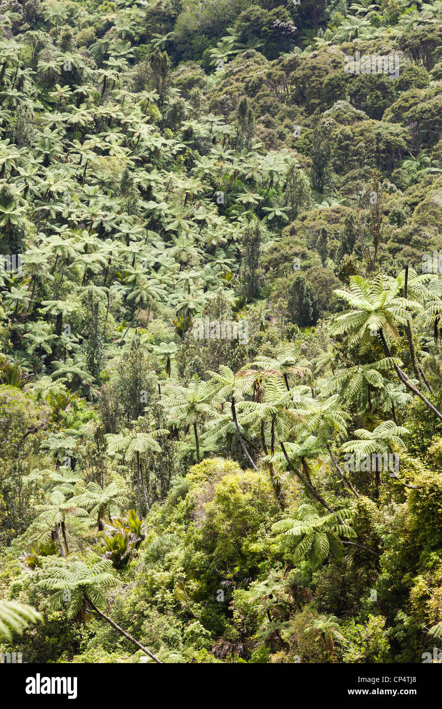 Albero della foresta di felci presso la strada Opanuku riserva Bush Park di Auckland, Nuova Zelanda Foto Stock
