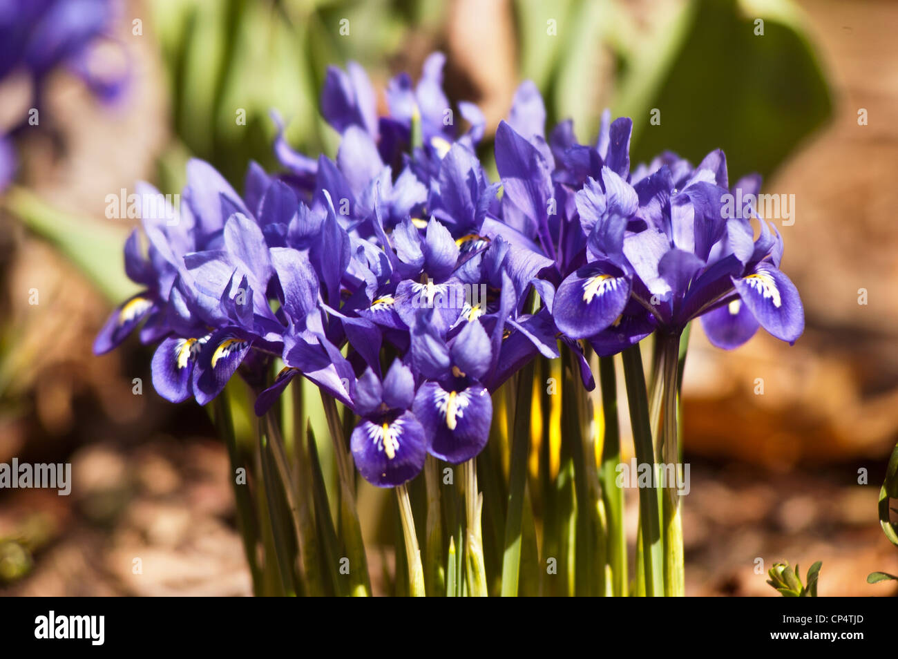 Fiori reticulata di Iris blu vibranti che fioriscono in un giardino primaverile con segni gialli e bianchi su delicati petali. Foto Stock