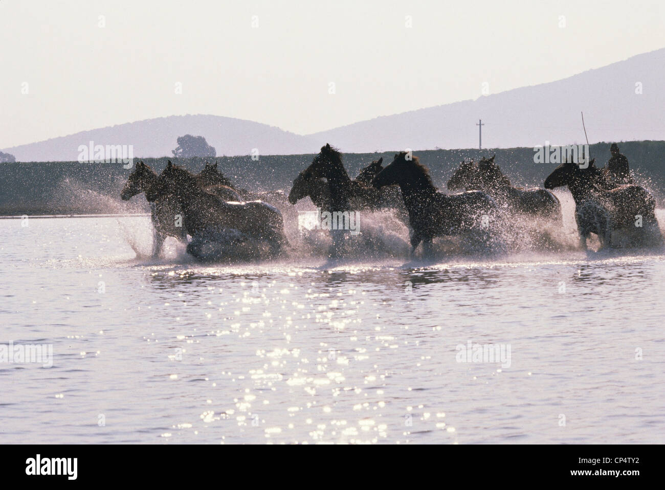 Toscana Parco Naturale della Maremma stagni ALBERESE cavalli selvatici Foto Stock