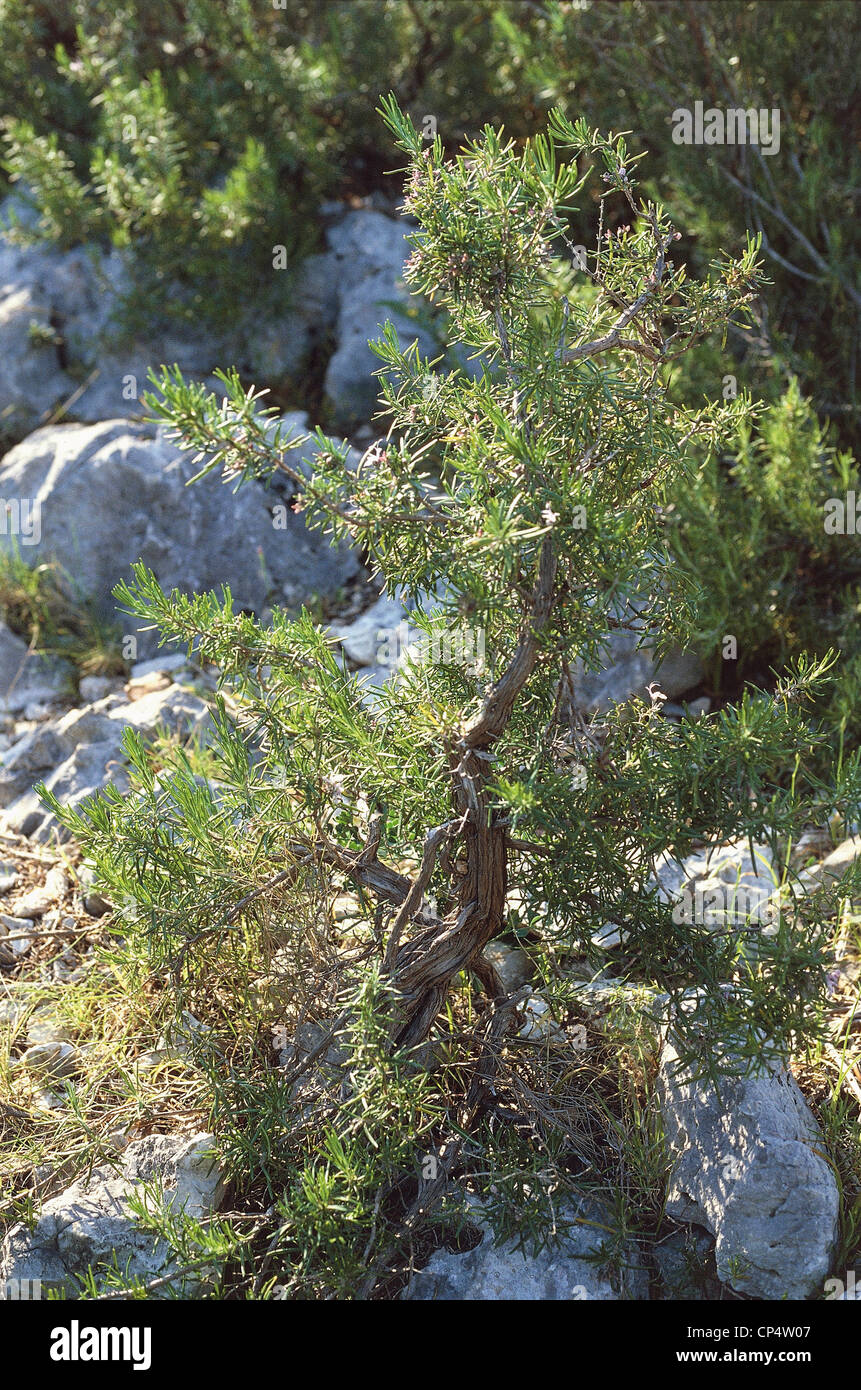 Toscana - Parco Naturale della Maremma, il distretto 's Uccellina. Vegetazione Foto Stock