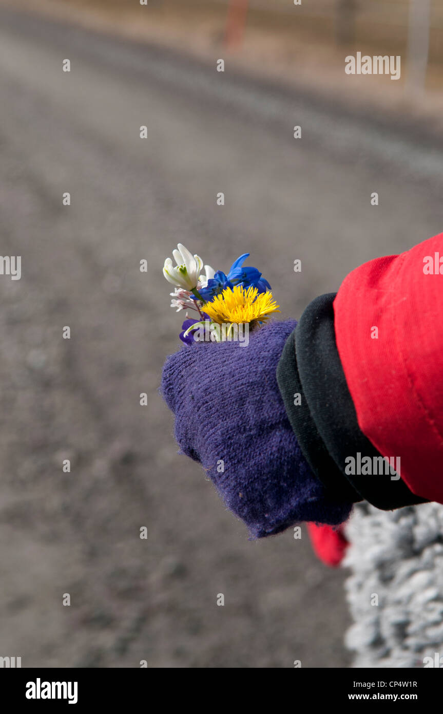 Bambino azienda fiori raccolti nel suo guanto mano placcato Foto Stock
