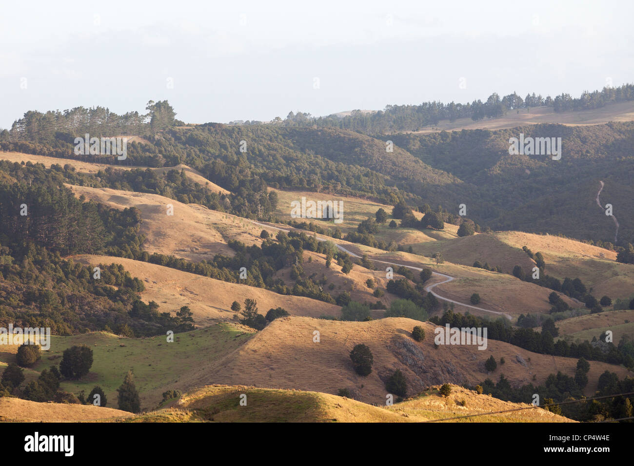 Una scena pastorale con erba golden hills, pascoli macchiato con alberi nel nord della Nuova Zelanda Foto Stock