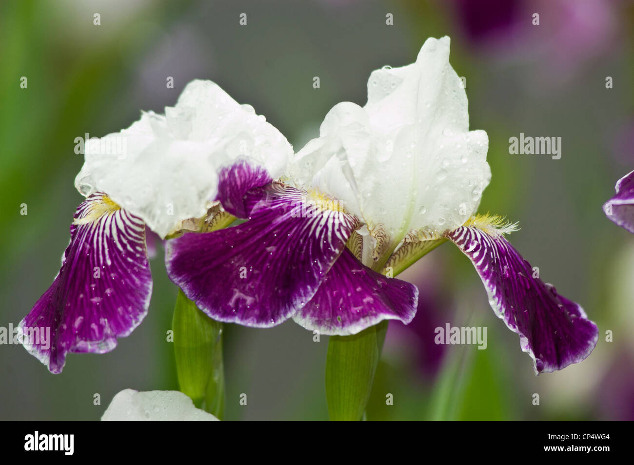 Due Deep Purple Viola Bianco fiore iris close up Foto Stock