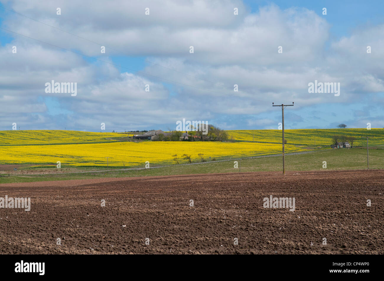 Semi di colza e di campi di fattoria in Aberdeenshire, Scozia Foto Stock