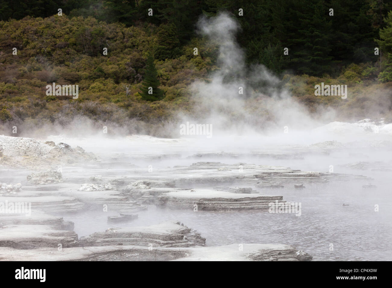 Il gorgogliamento piscine di fango a Hell's Gate area geotermica, Rotorua, Isola del nord, Nuova Zelanda Foto Stock