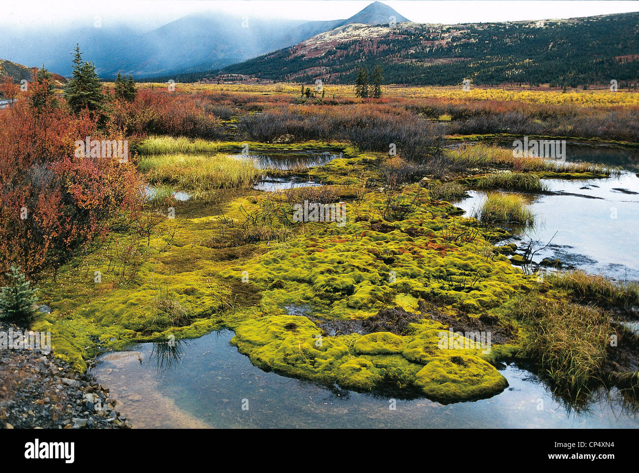 Canada Yukon Mcmillan Tundra passo caduta Foto Stock