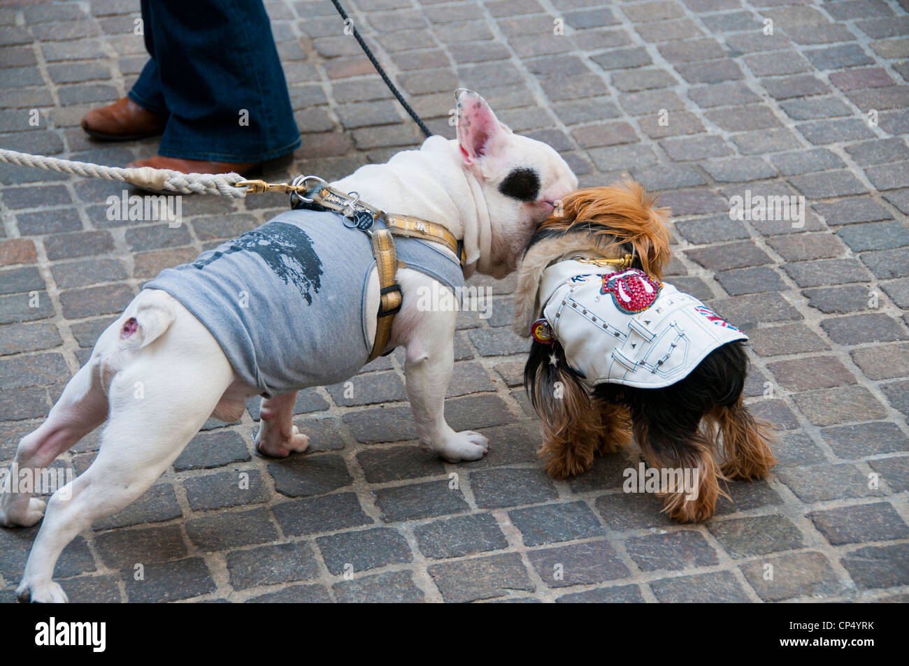 Due cani sniffing ogni altro Foto Stock