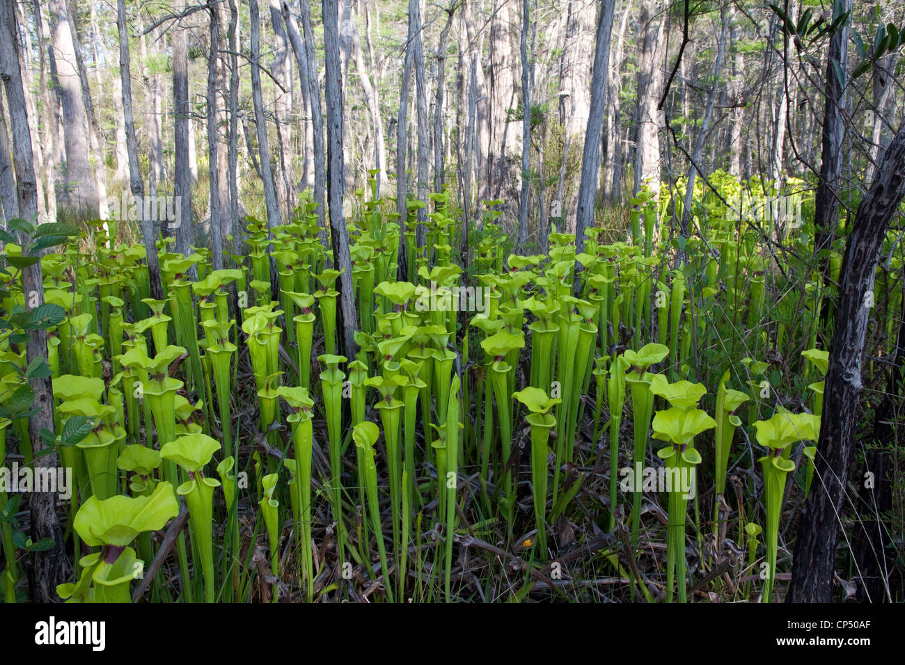 Pianta carnivora giallo o tromba brocca piante Sarracenia flava crescendo in Dwarf Cypress infiltrazioni bog Florida USA Foto Stock