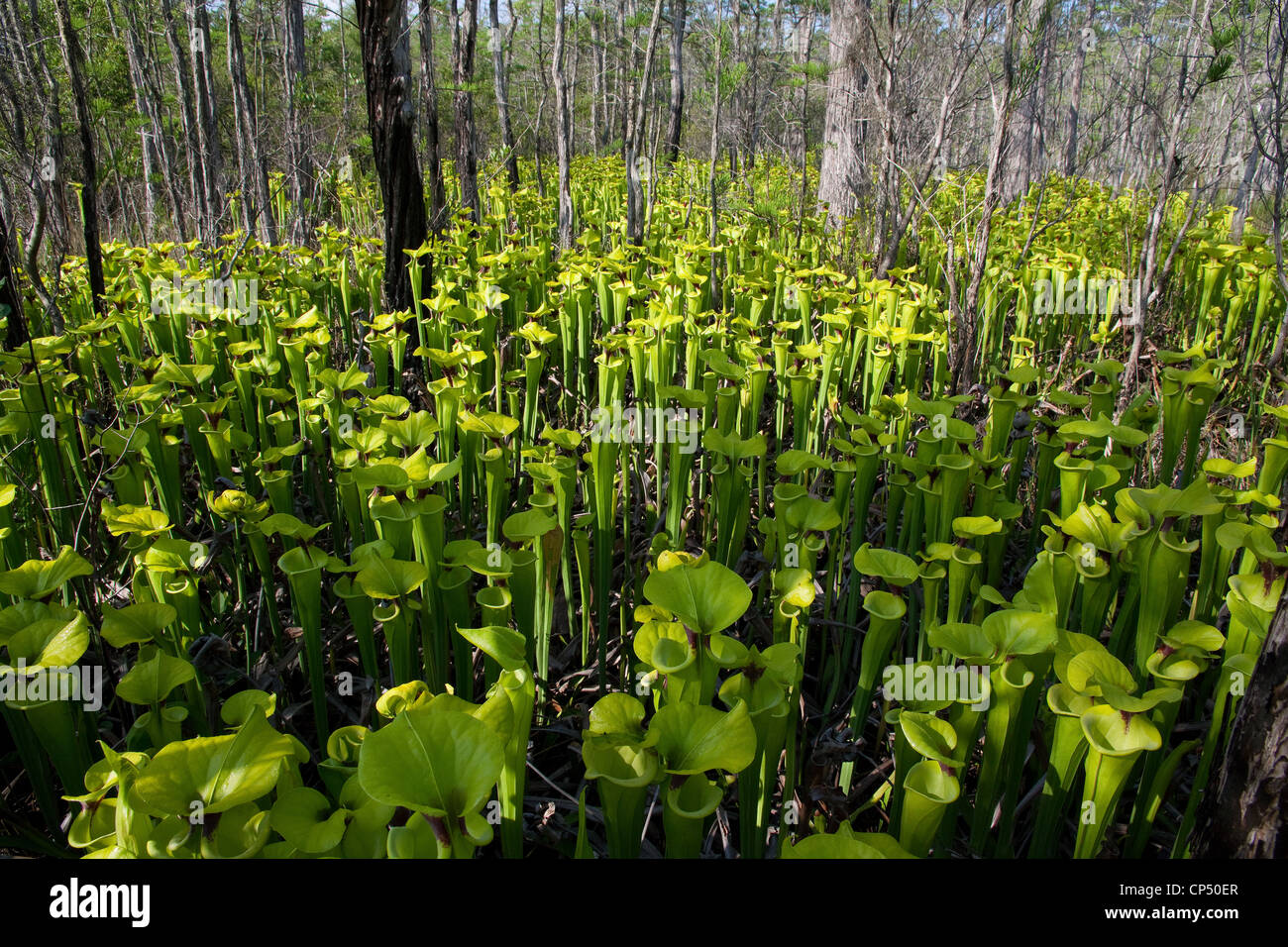 Pianta carnivora giallo o tromba brocca piante Sarracenia flava crescendo in Dwarf Cypress infiltrazioni bog Florida USA Foto Stock