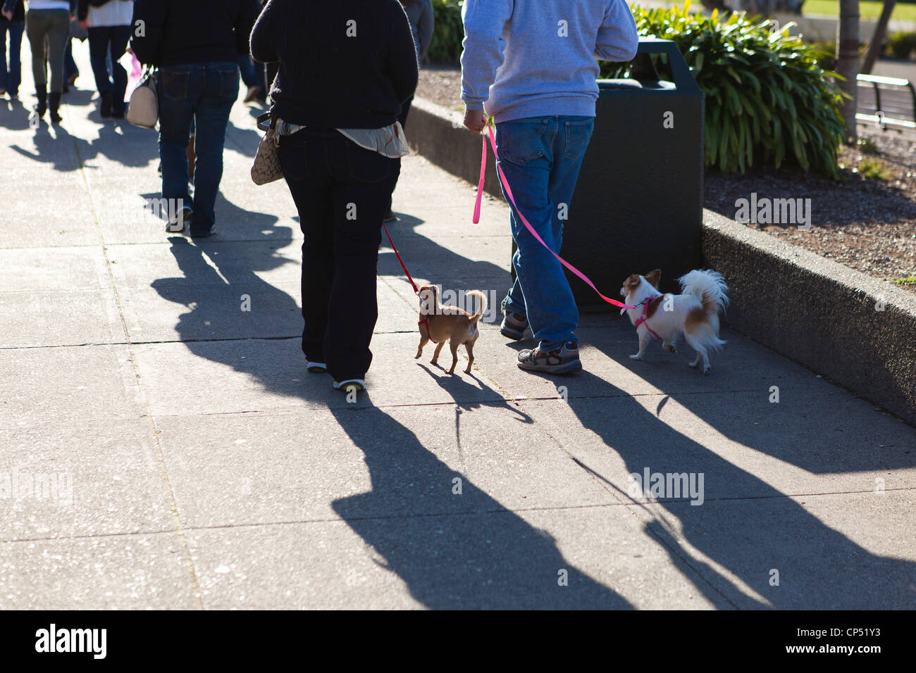 I cani di piccola taglia fuori per una passeggiata nel pomeriggio Foto Stock