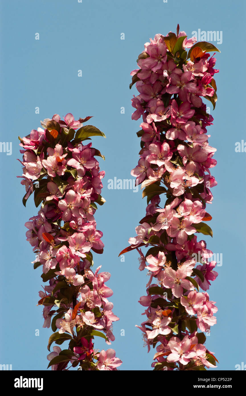 Rosa boccioli di fiori di apple malus con cielo blu sullo sfondo Foto Stock