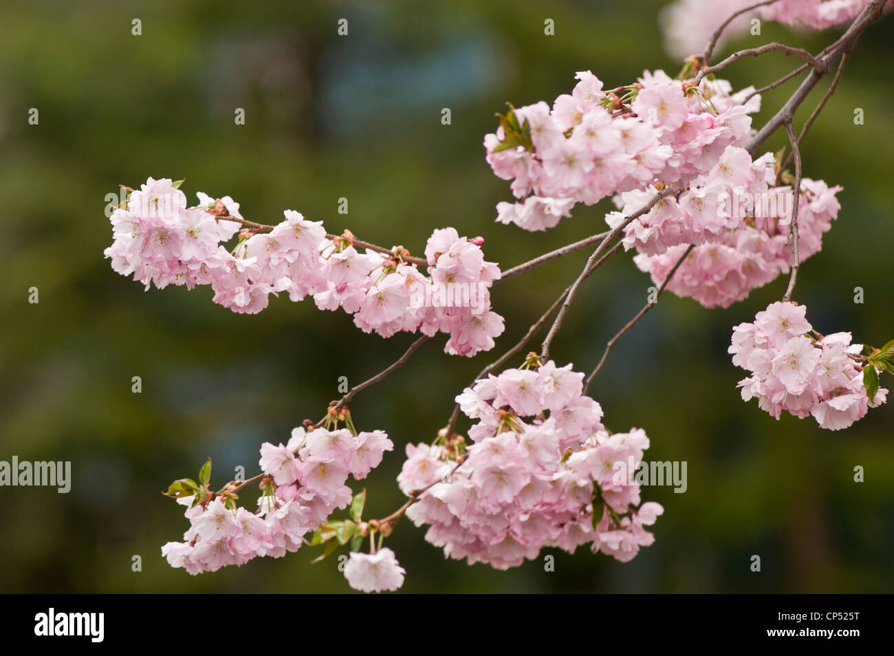 Bianco Rosa close up di apple boccioli di fiori. Foto Stock
