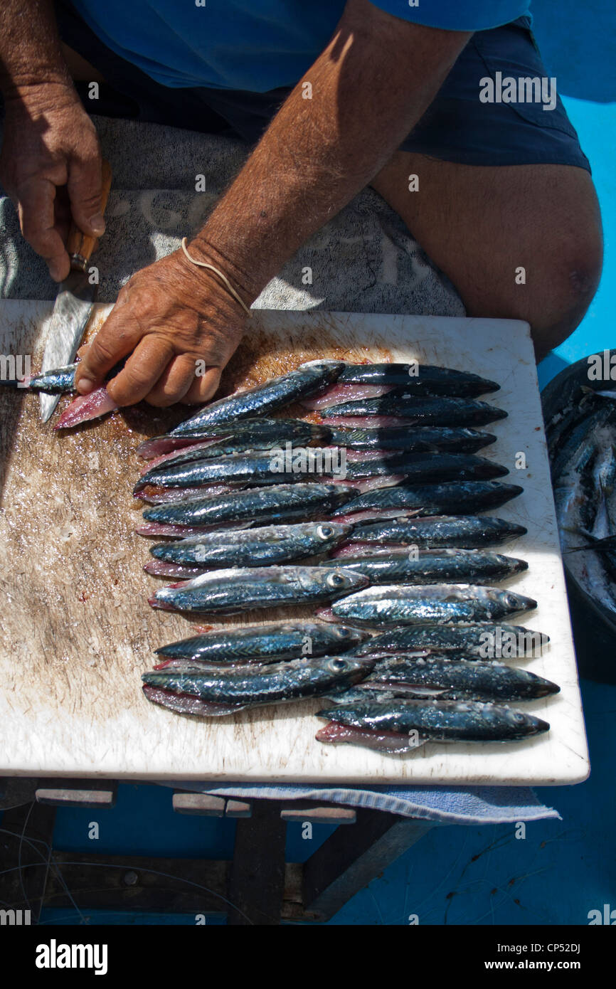 La preparazione di esche, fotografato durante un viaggio di pesca off Tenerife, Isole Canarie, Spagna. Foto Stock