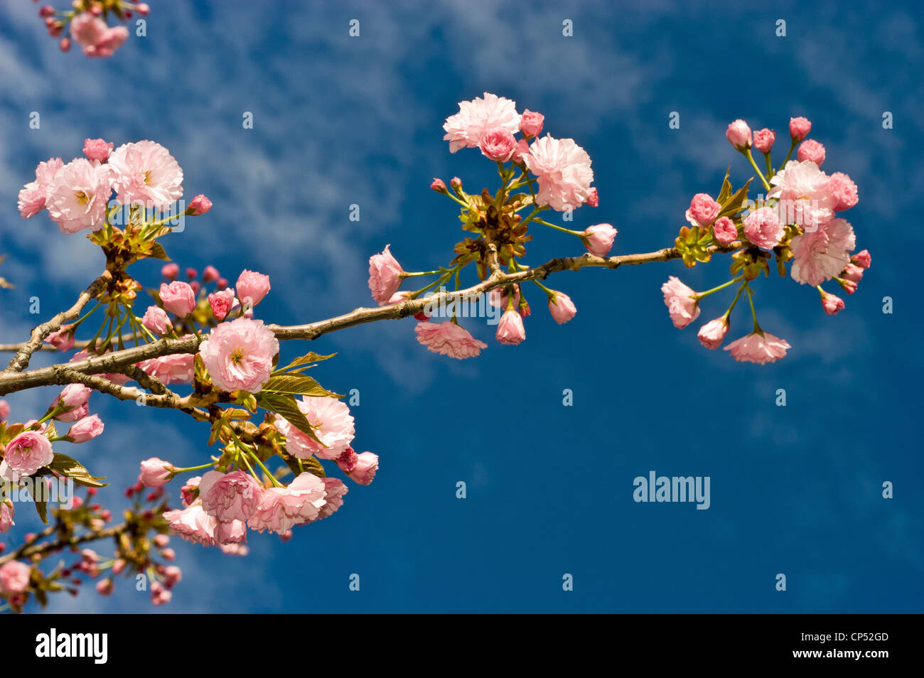 Rosa boccioli di fiori di apple malus con cielo blu sullo sfondo Foto Stock
