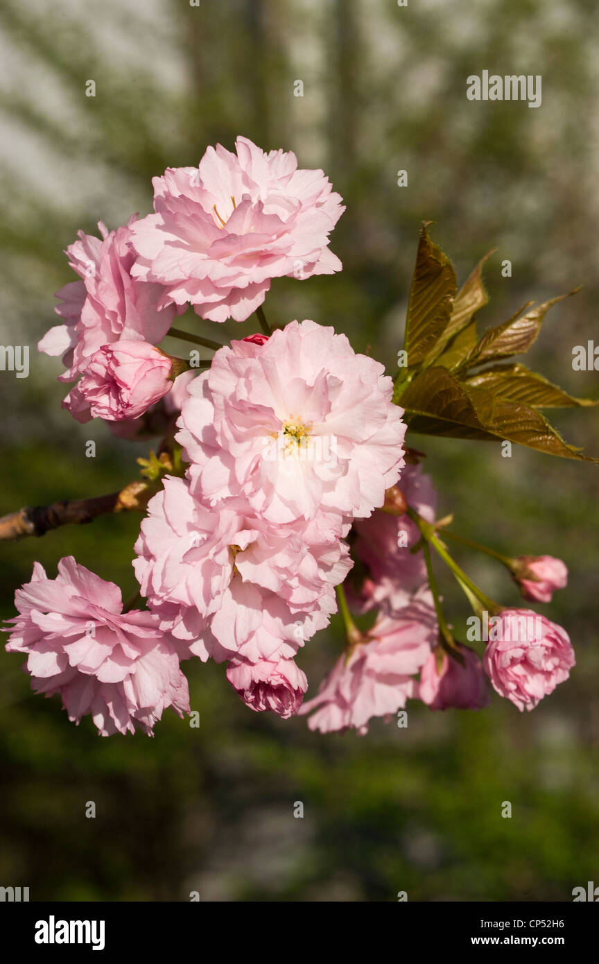 Un dettagliato primo piano di gemme di mele bianche e rosa che fioriscono su un ramo in una luce solare brillante e naturale. Foto Stock