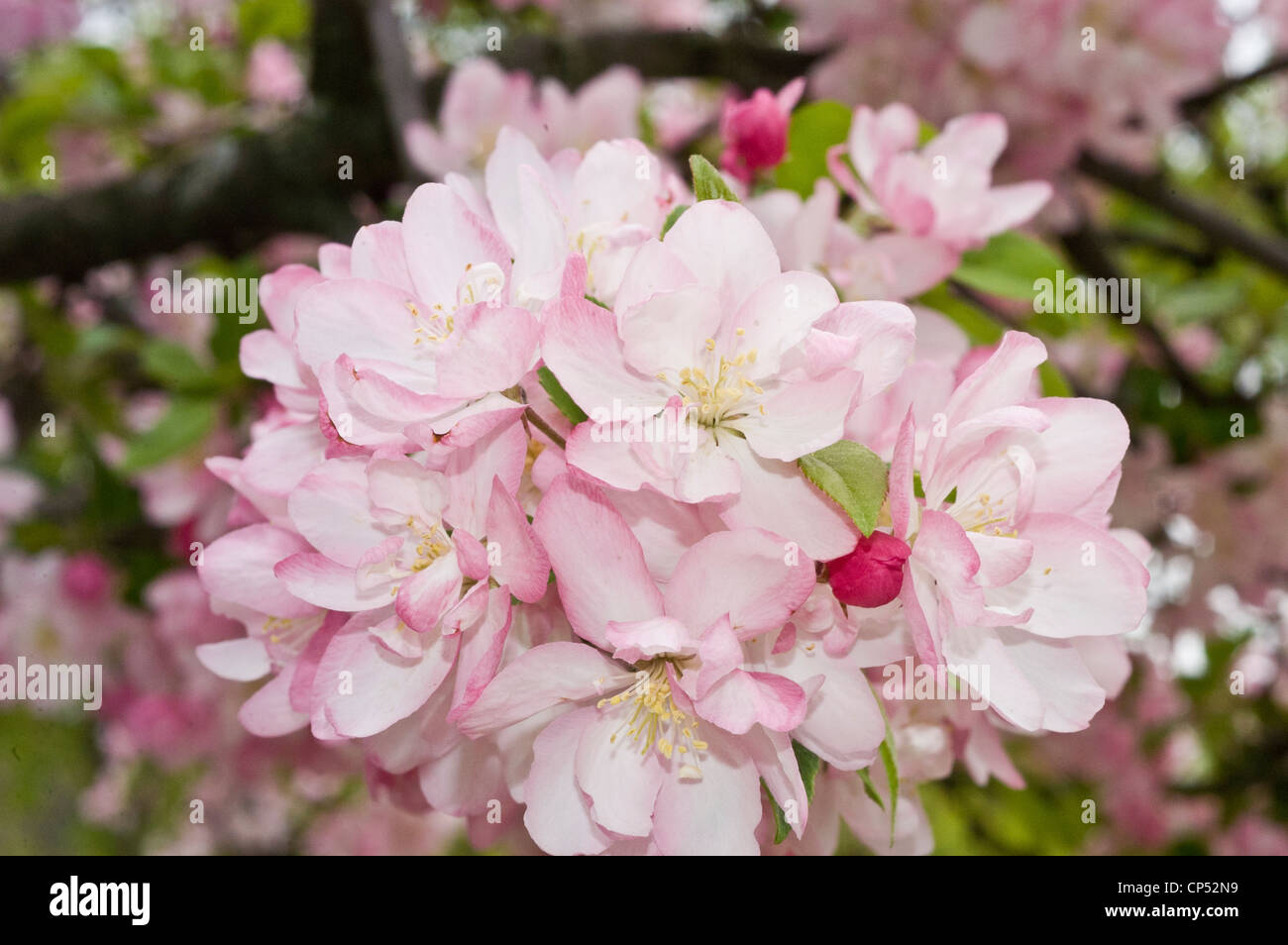 Bianco Rosa close up di apple boccioli di fiori. Foto Stock