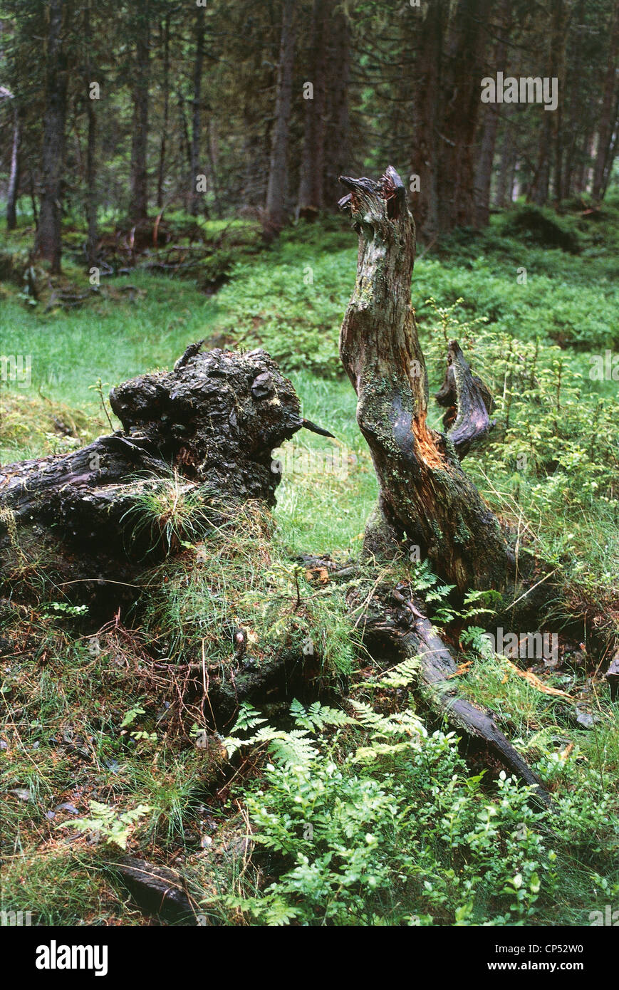 Austria - Parco Nazionale Hohe Tauern - Alta valle di Rauris. Bosco. Foto Stock