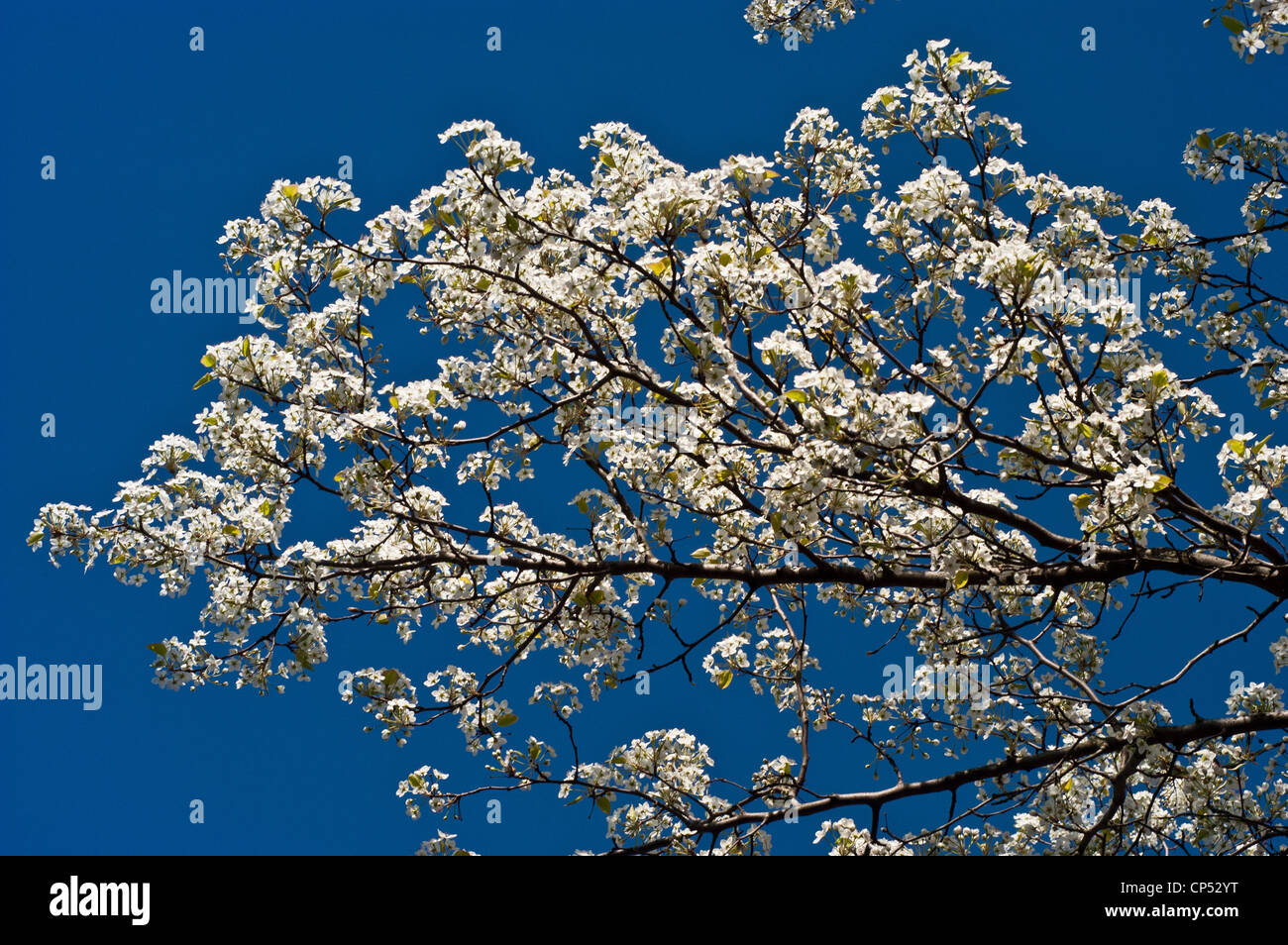 White boccioli di fiori di apple malus con cielo blu sullo sfondo Foto Stock