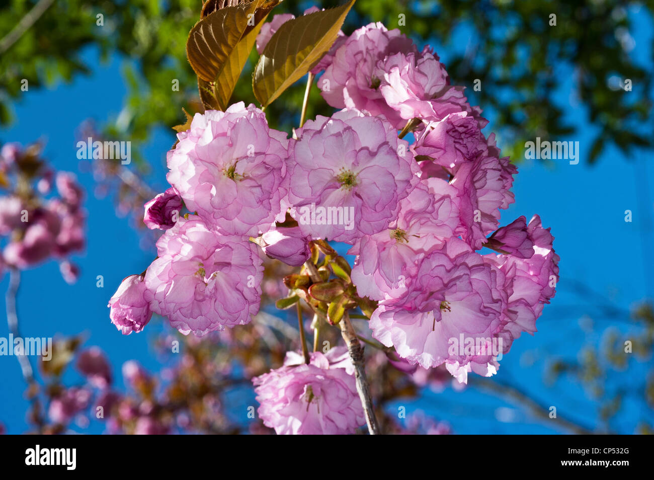 Primo piano di vivaci boccioli di fiori rosa di malus di mele che fioriscono in lussureggianti agglomerati contro un cielo azzurro chiaro in una giornata di primavera assolata. Foto Stock
