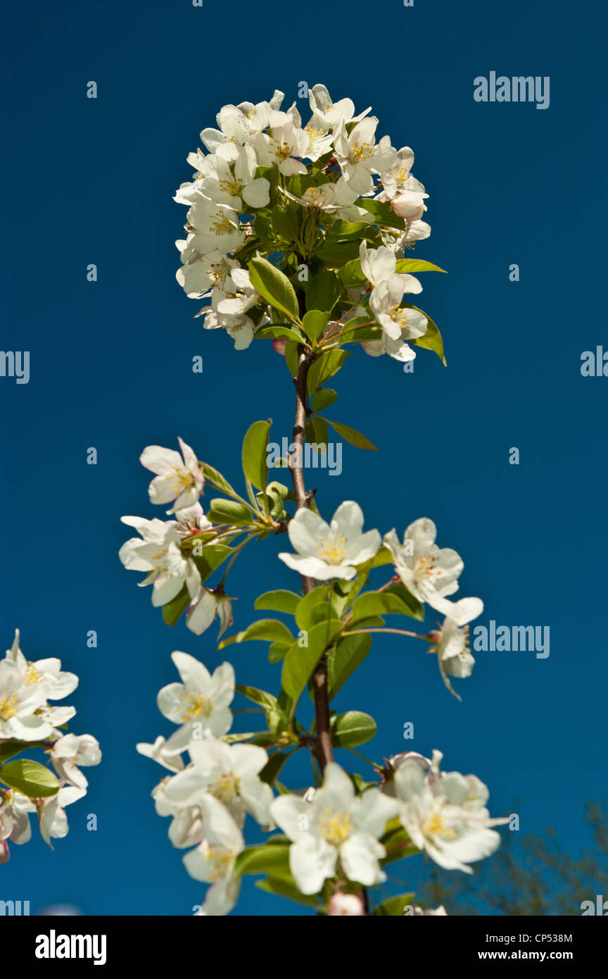 White boccioli di fiori di apple malus con cielo blu sullo sfondo Foto Stock