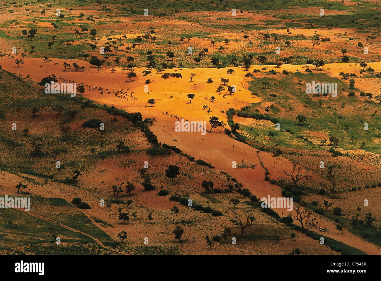 Mali - regione Dogon. Suolo sabbioso vicino a Tireli, attraversata da mandrie in cerca di pascoli. Foto Stock