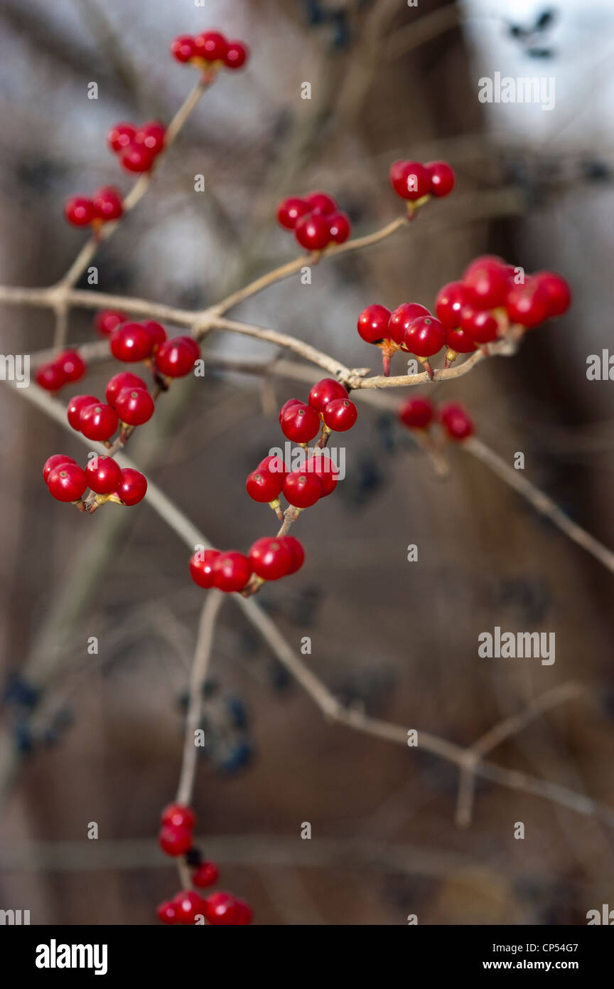 Bacche rosse di Amur Caprifoglio , Bush caprifoglio, Lonicera maackii, noi pianta invasiva, USA orientale Foto Stock