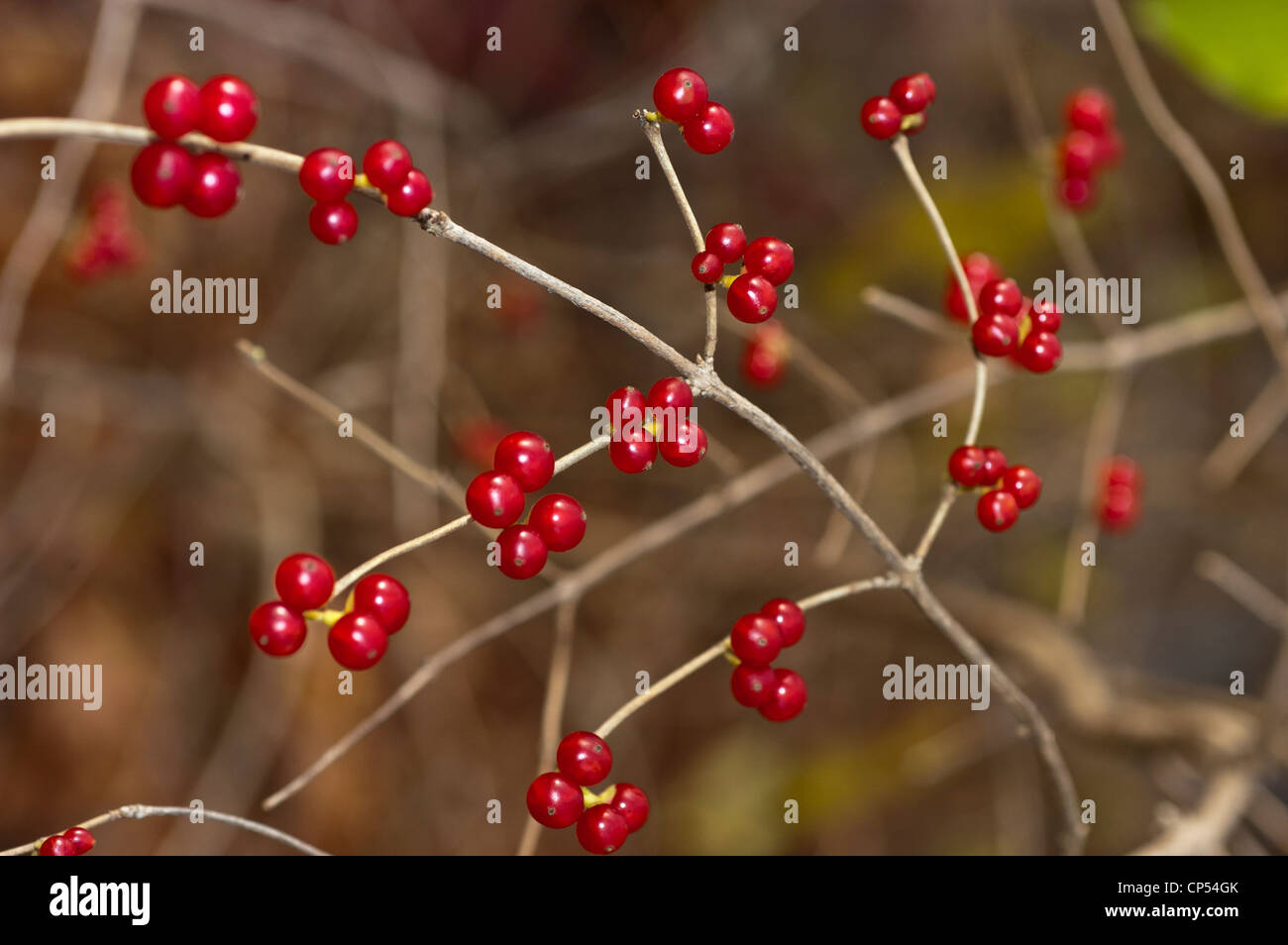 Bacche rosse di Amur Caprifoglio , Bush caprifoglio, Lonicera maackii, noi pianta invasiva, USA orientale Foto Stock