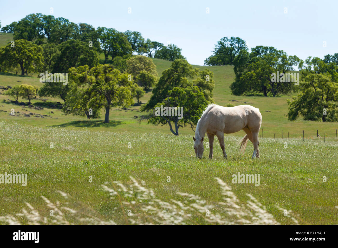 White Horse di pascolare su campo erboso - California USA Foto Stock