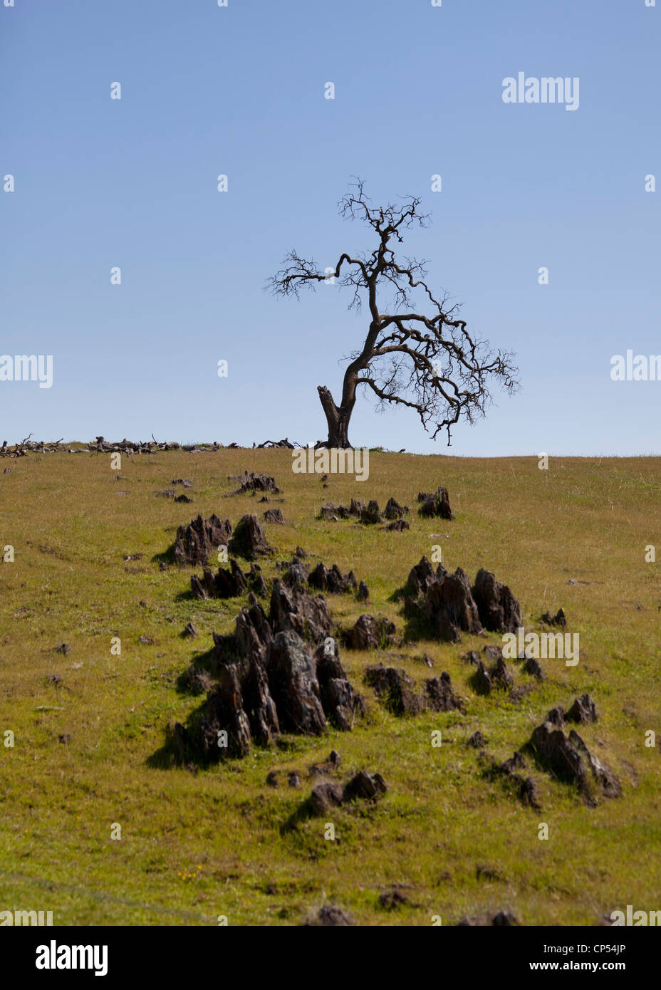 Un albero morto sulla sommità di una collina rocciosa Foto Stock