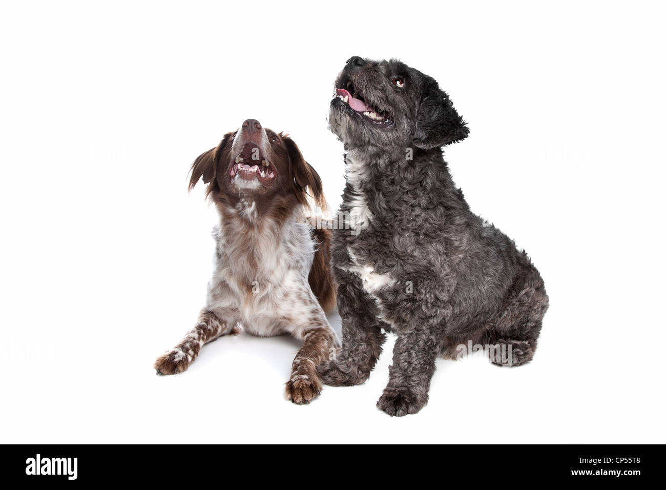 Boomer e staby cane davanti a uno sfondo bianco Foto Stock