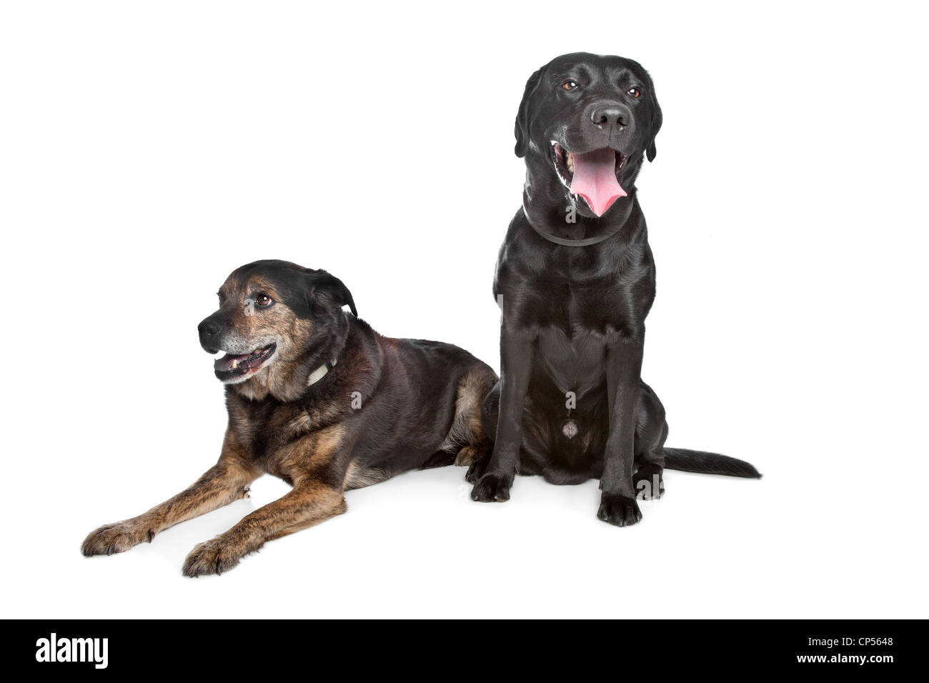 Il Labrador nero e di razza cane davanti a uno sfondo bianco Foto Stock