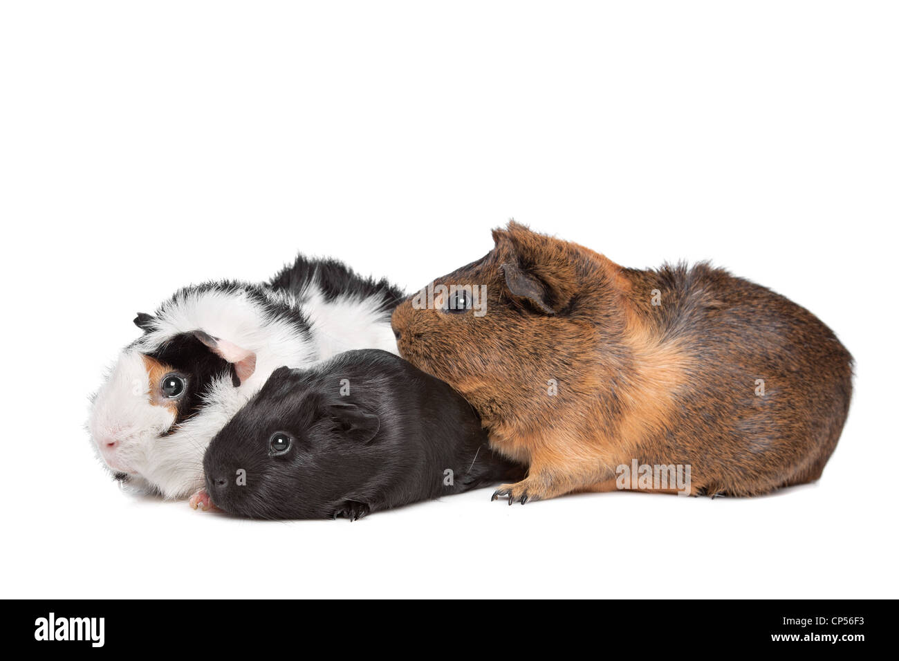 Tre cavie davanti a uno sfondo bianco Foto Stock