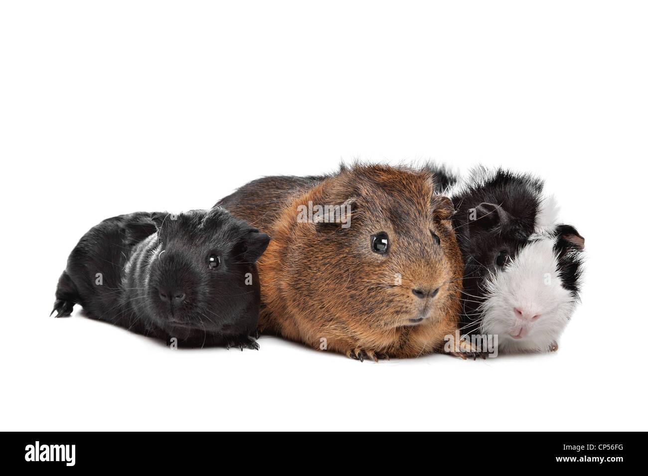 Tre cavie davanti a uno sfondo bianco Foto Stock