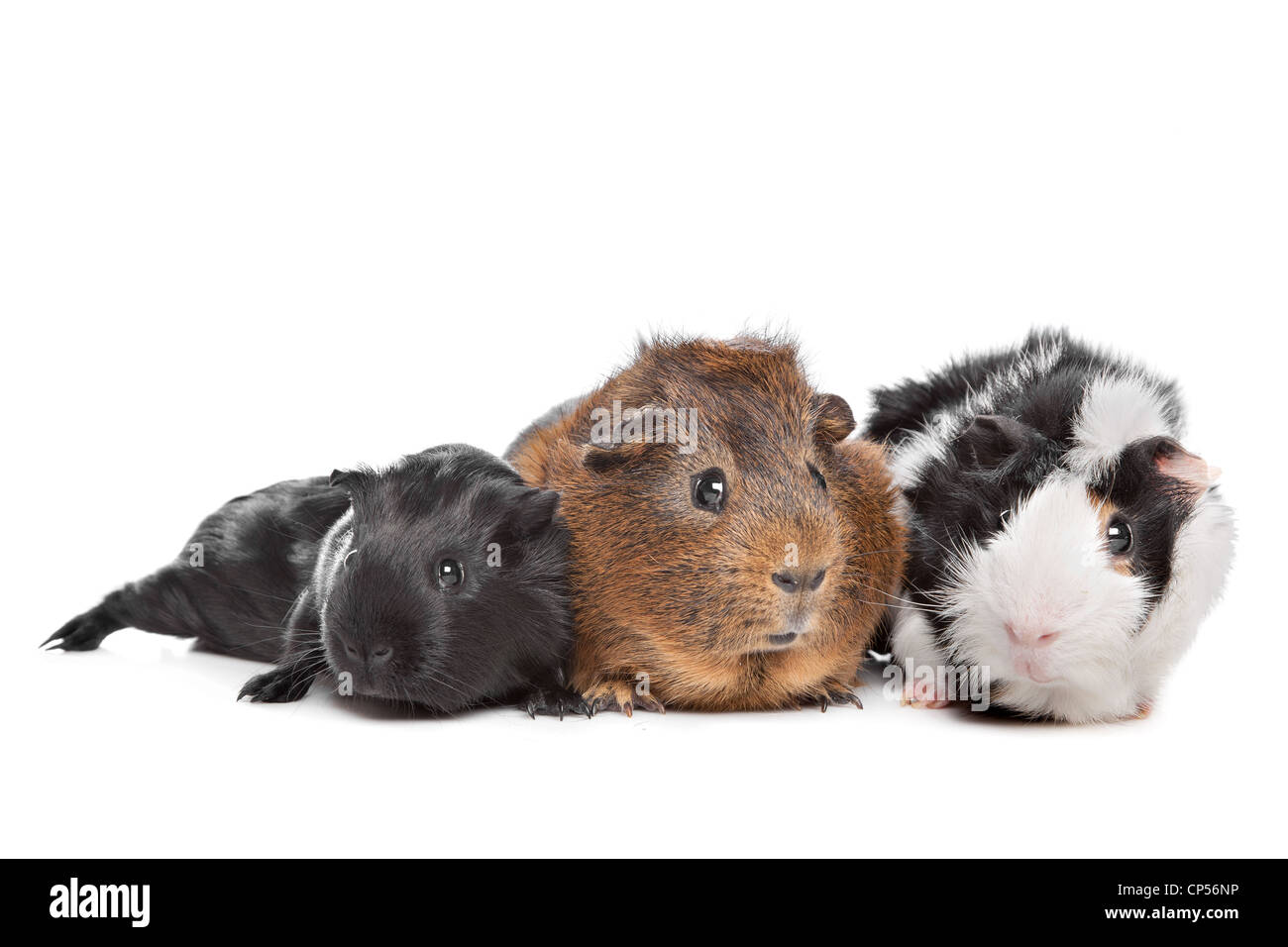 Tre cavie davanti a uno sfondo bianco Foto Stock